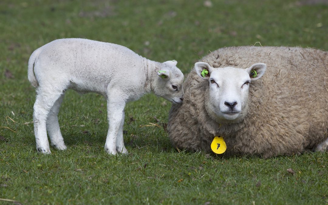 Seven Ewe Lambs